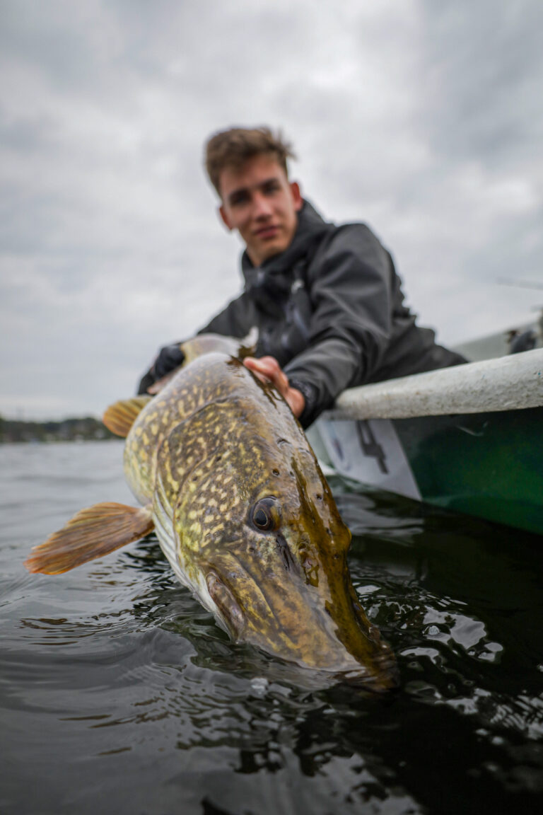 Ein Angler h&auml;lt einen gro&szlig;en Hecht &uuml;ber die Bordwand von einem gr&uuml;nen Ruderboot, auf dem Pl&ouml;ner See.