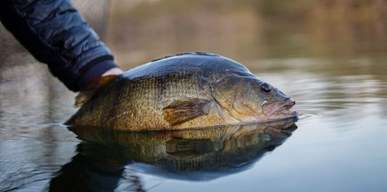 Gro&szlig;er Flussbarsch in der Hand eines Anglers, &uuml;ber die Wasseroberfl&auml;che gehalten