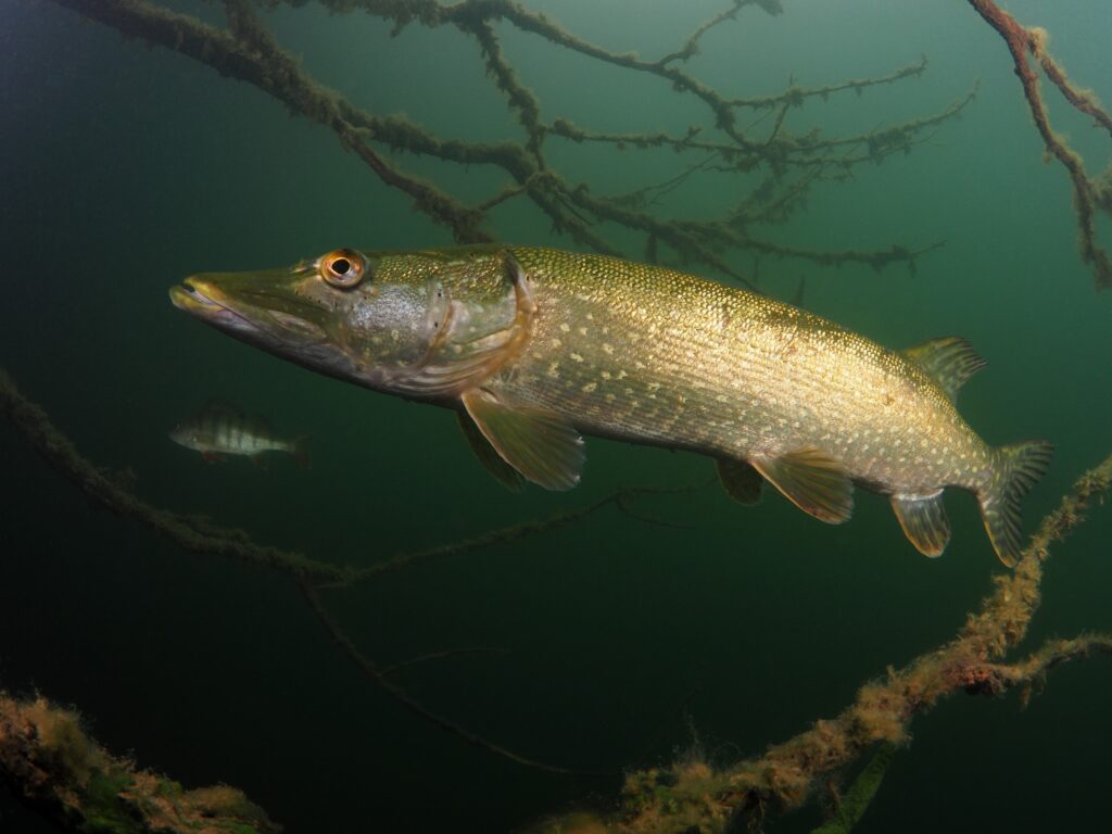 Ein Hecht steht Unterwasser zwischen einigen &Auml;sten und lauert augenscheinlich auf Beute.