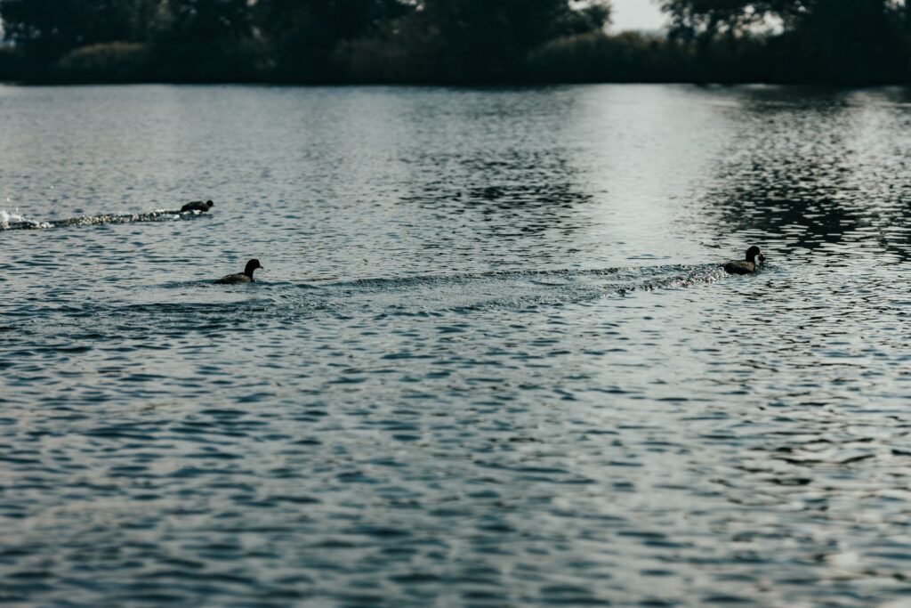 Blessh&uuml;hner schwimmen auf einem See im Saarland.