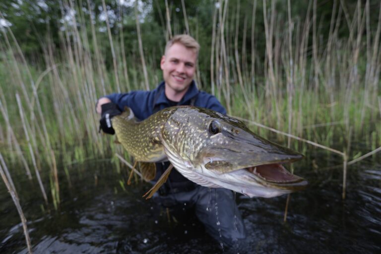 Ein Angler h&auml;lt einen gro&szlig;en Hecht in der Hand w&auml;hrend er vor einem Schilfg&uuml;rtel kniet.