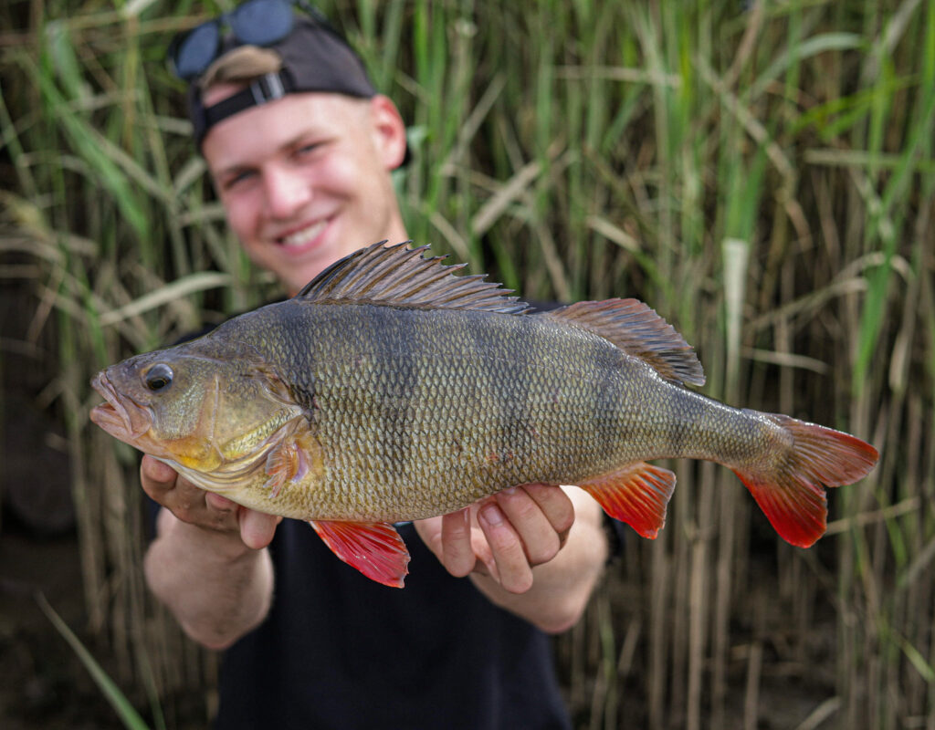 Ein Angler pr&auml;sentiert einen gefangenen Barsch in die Kamera.