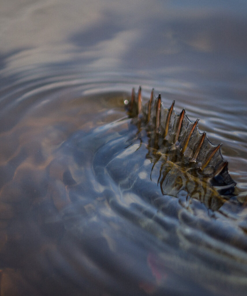 Ein Barsch schwimmt im Wasser, man sieht nur noch seine Stacheln.