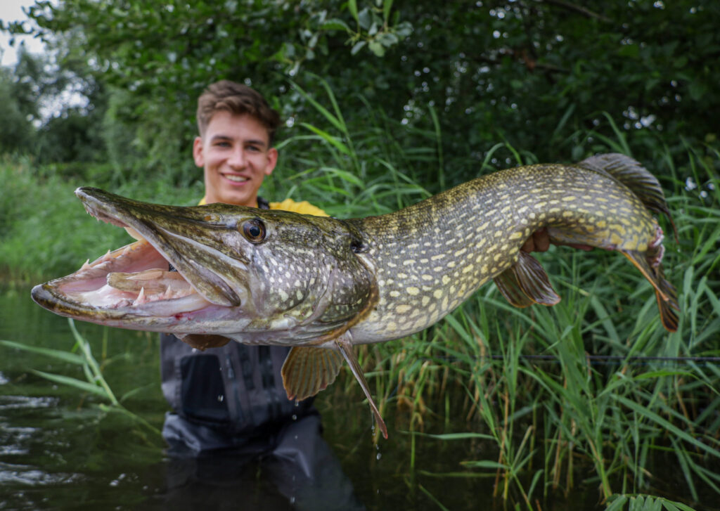 Ein Angler pr&auml;sentiert einen gro&szlig;en Hecht vorm Schilf.