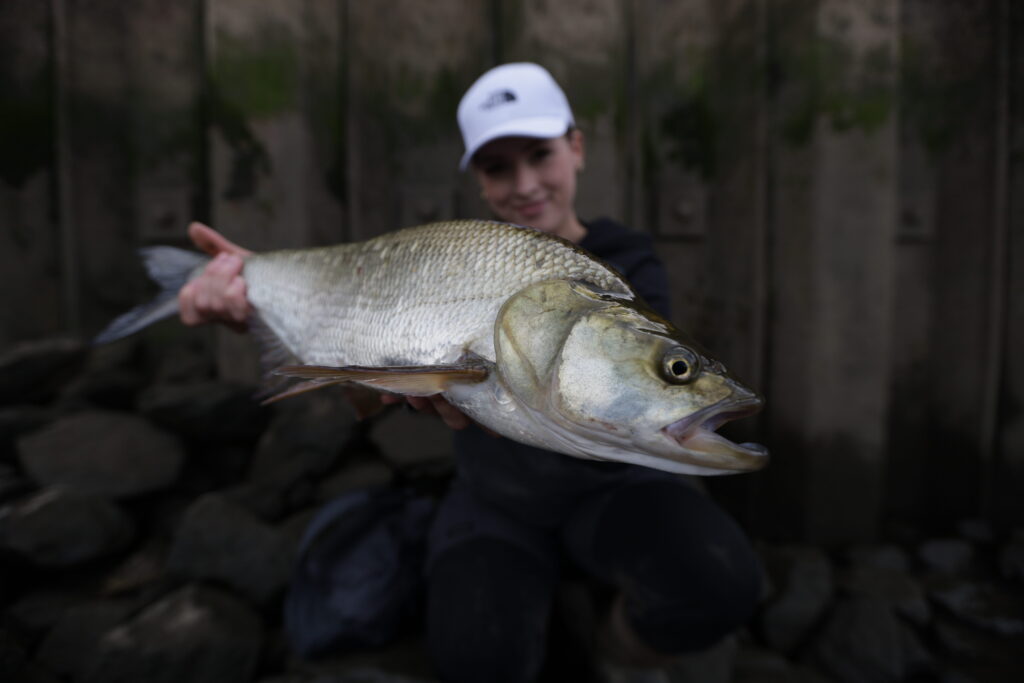 Eine Anglerin hat einen Rapfen auf einen topwater K&ouml;der gefangen und pr&auml;sentiert den Rapfen vor einer Spundwand in die Kamera.