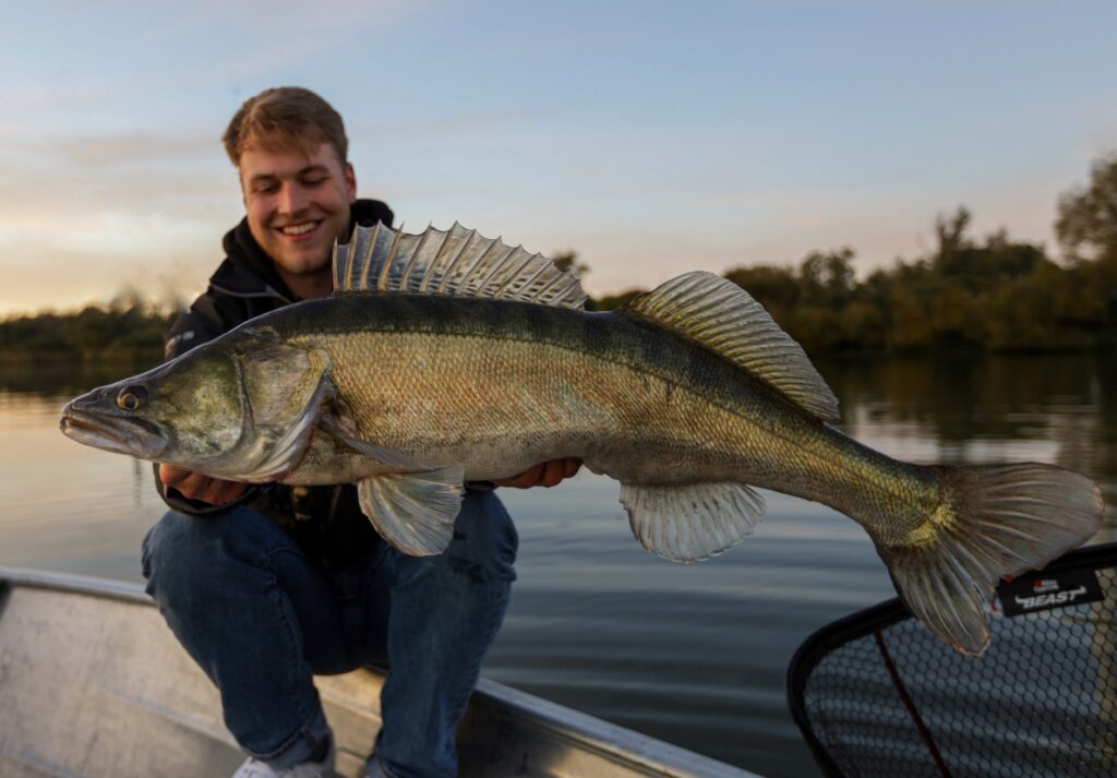 Ein Angler sitzt auf der Bordwand seines Bootes und zeigt einen 96cm langen Zander in die Kamera.