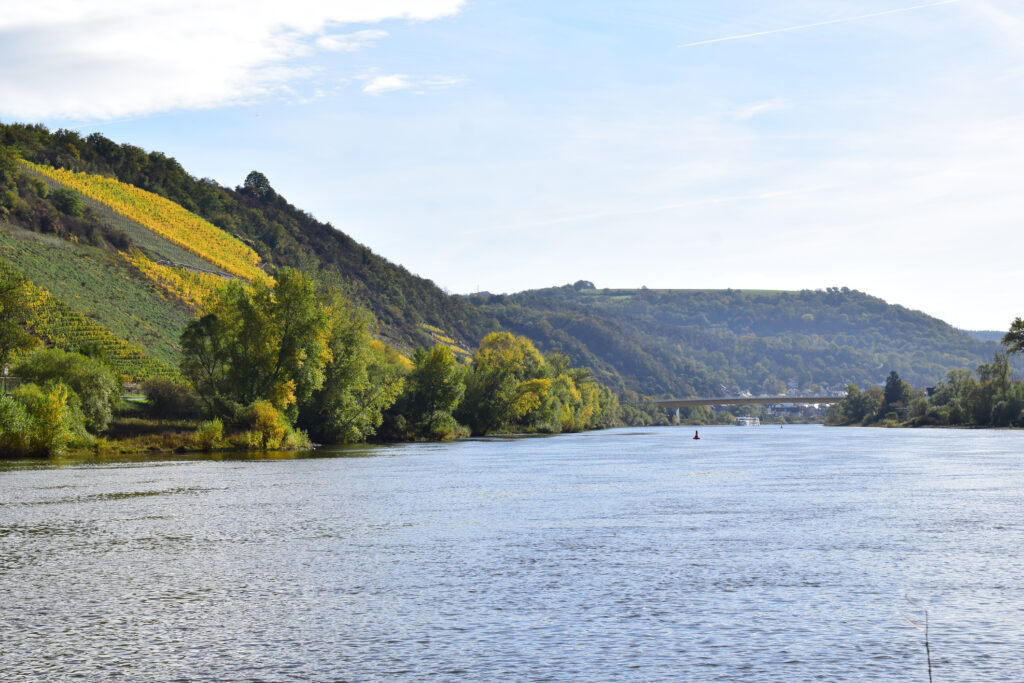 Mosel with autumn vineyards