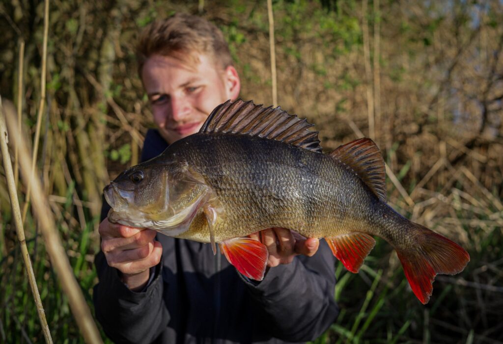 Schicker Barsch im dichten Schilf, gefangen beim Finesse Angeln mit dem Carolina Rig.