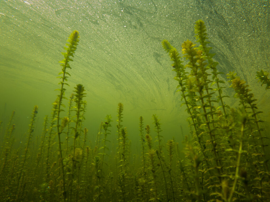 Unterwasseraufnahme in einem klaren Baggersee.