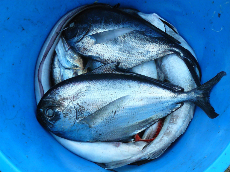 Silberne und schwarze Fische, die in einem blauen Plastikbehälter liegen.