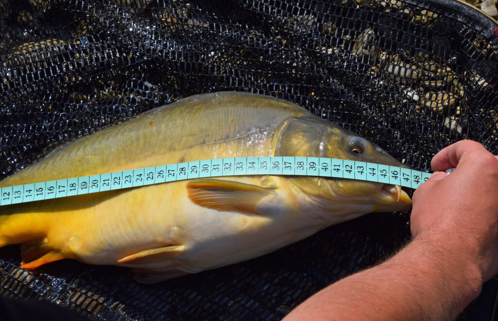 Cropped Image Of Man Measuring Dead Mirror Carp On Fishing Net